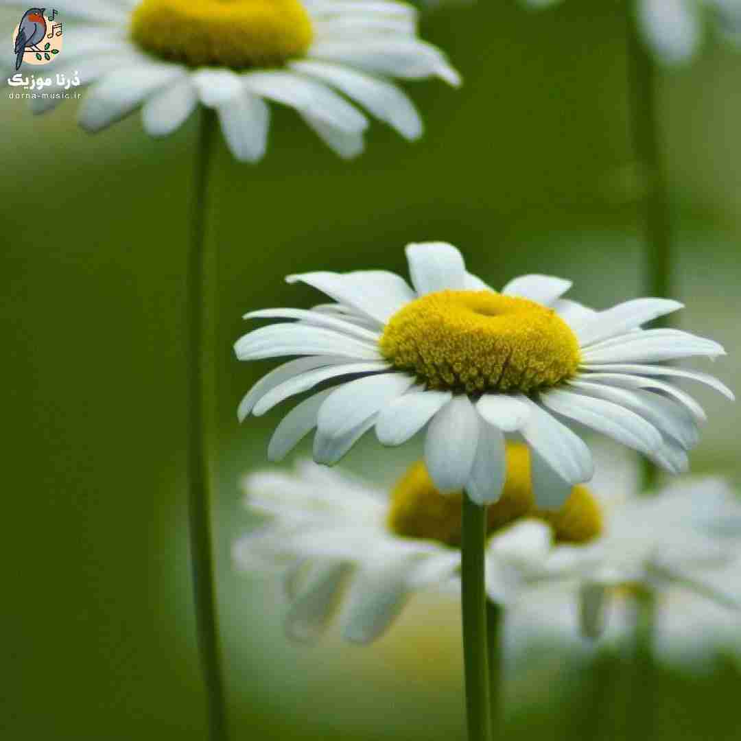 اوضاع هرچقدر بده من قوی تره از دلم کبدم