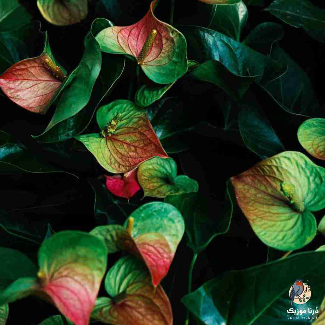 هیچ هیجانی ارزش اشک مادرو نداره ممنونشم
