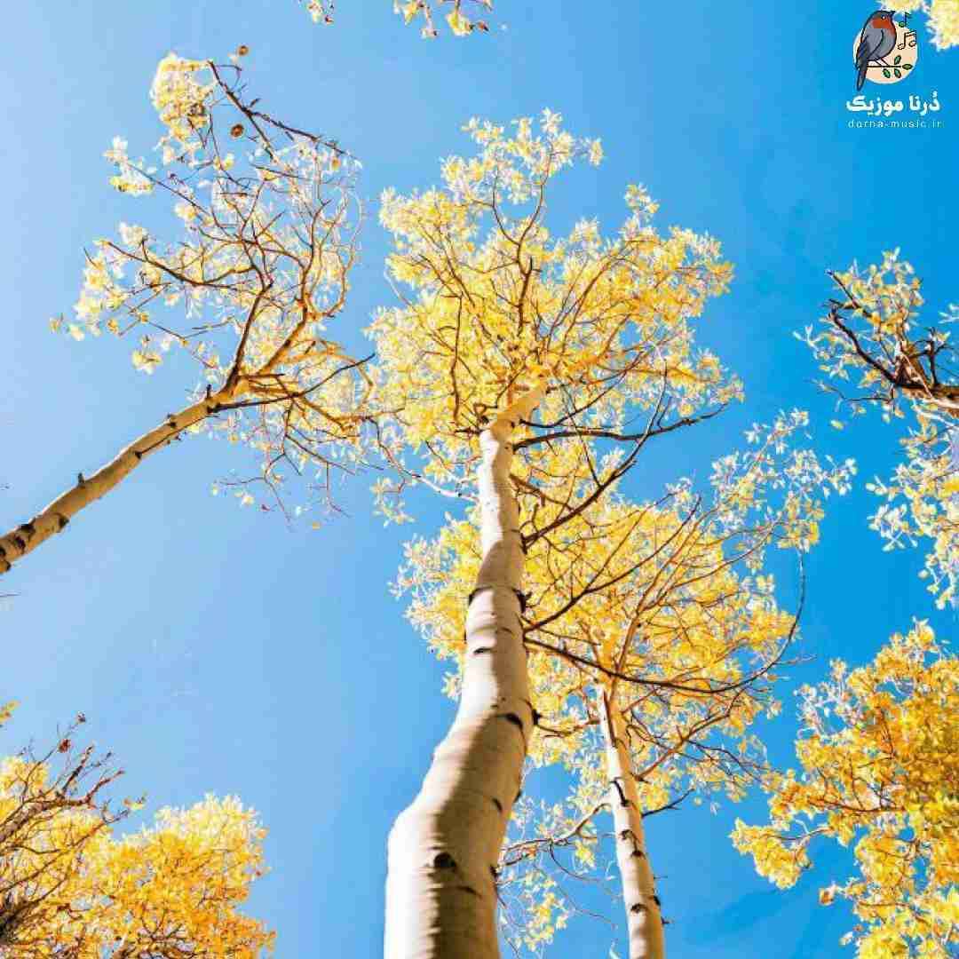 اوس کریم همیشه بوده رو به تو دستا