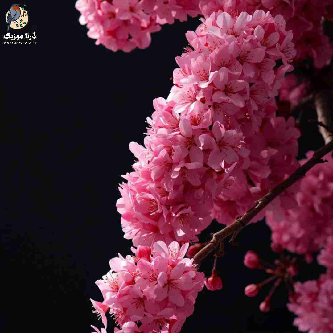 میمونیم من و تو تا تهش مهم نیست صبح و شبش