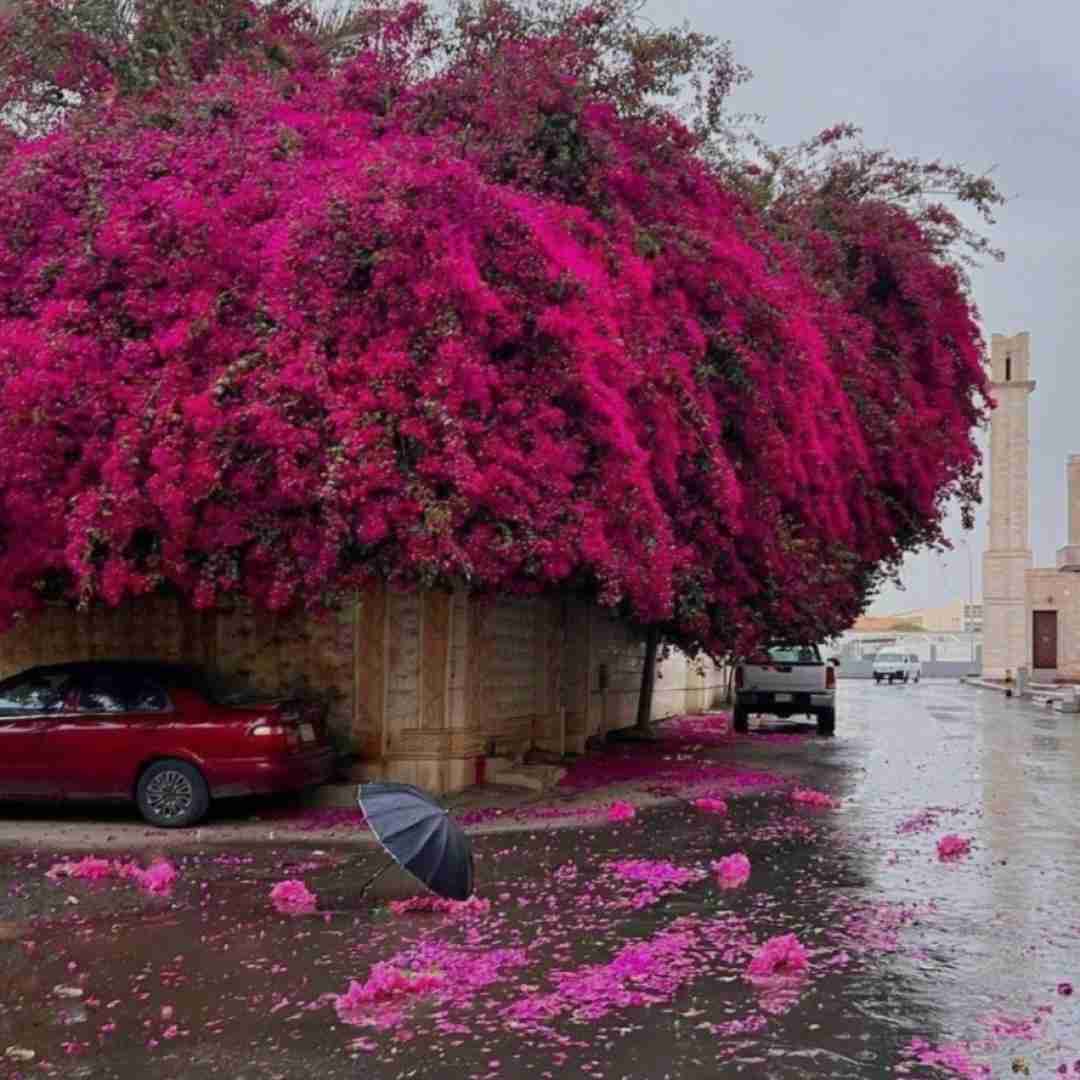 ترکی قلبم خیلی خوشحاله همیشه کنارتم با صدای زن