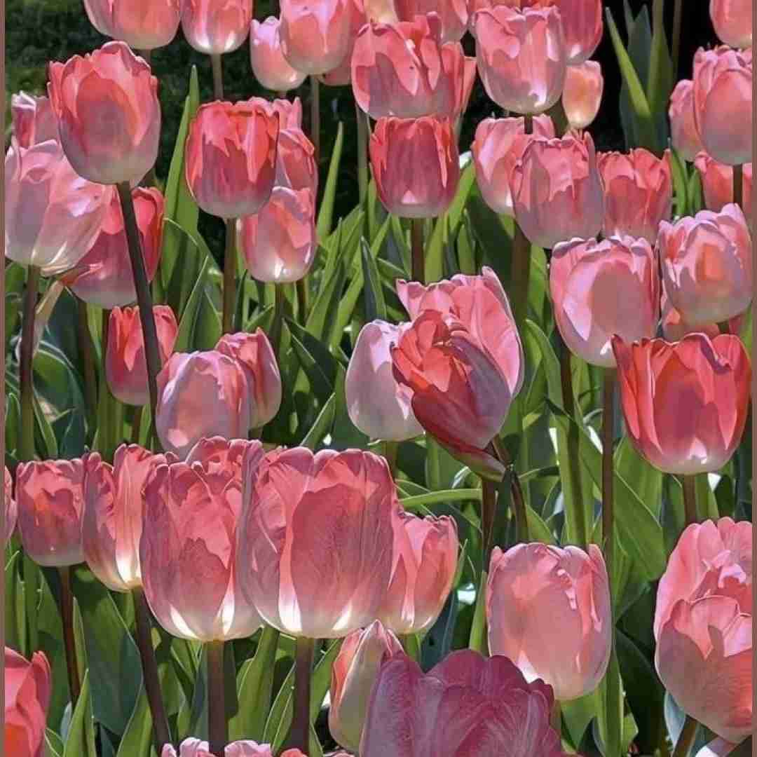 کرمانجی هره گوله با صدای زن