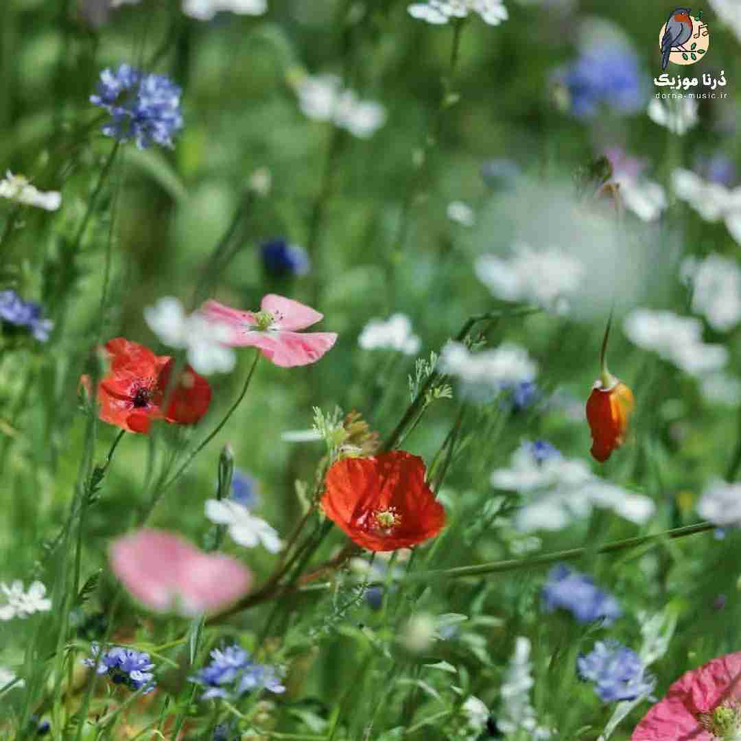 برام دیگه نایی نمونده من تنهایی اندازه کل