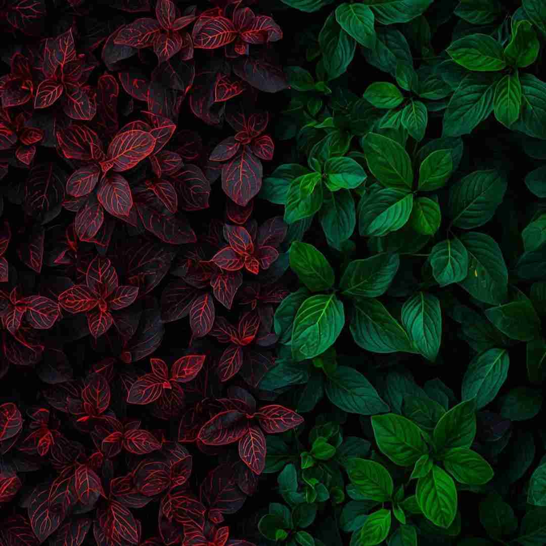 مرا ببوس برای آخرین بار که میروم