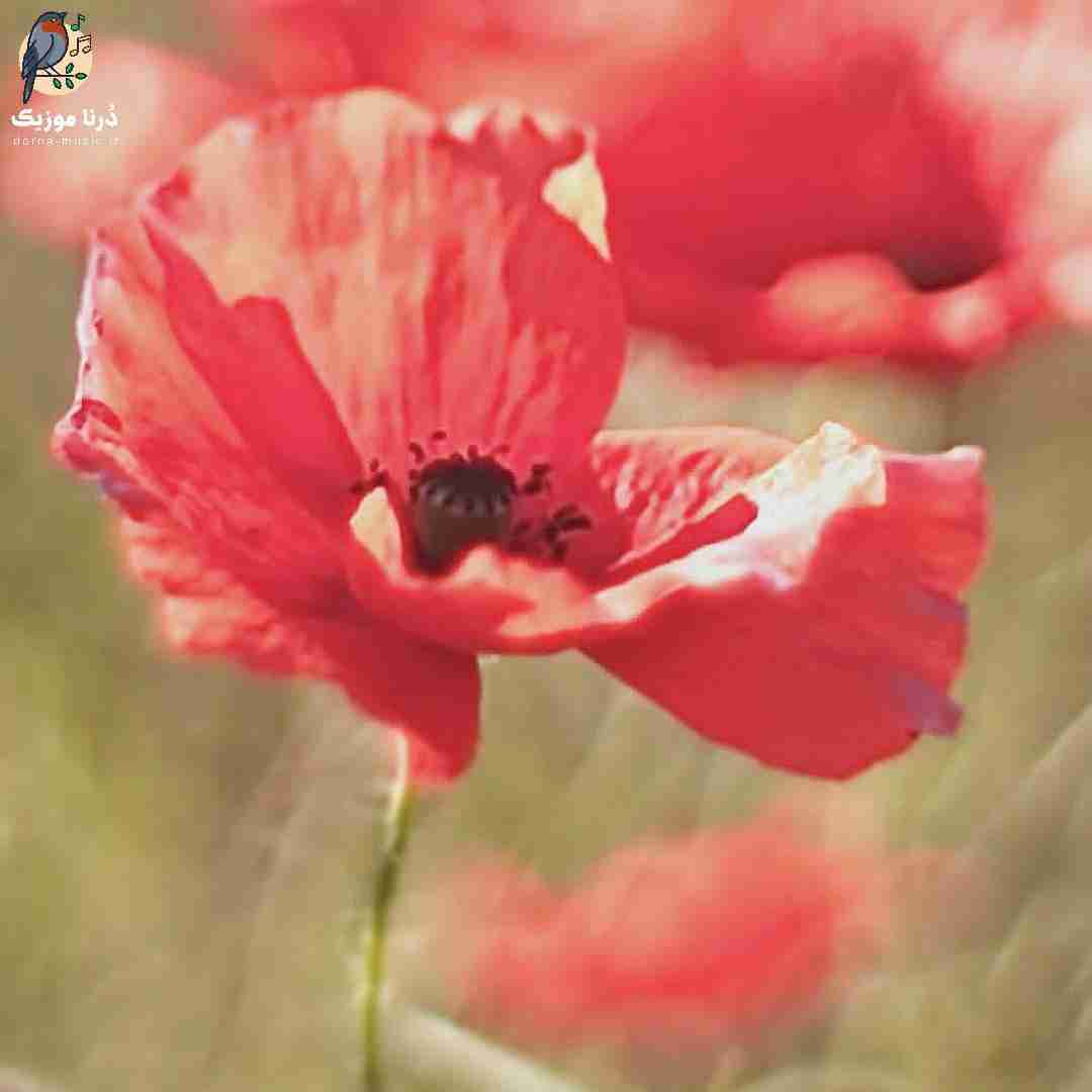 من عکساتو میبینم تو عکسامو پاره میکنی