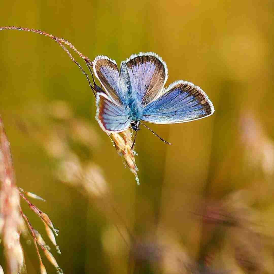 مستم دلم میخواد مارلبرو سروش نمیتونه بره