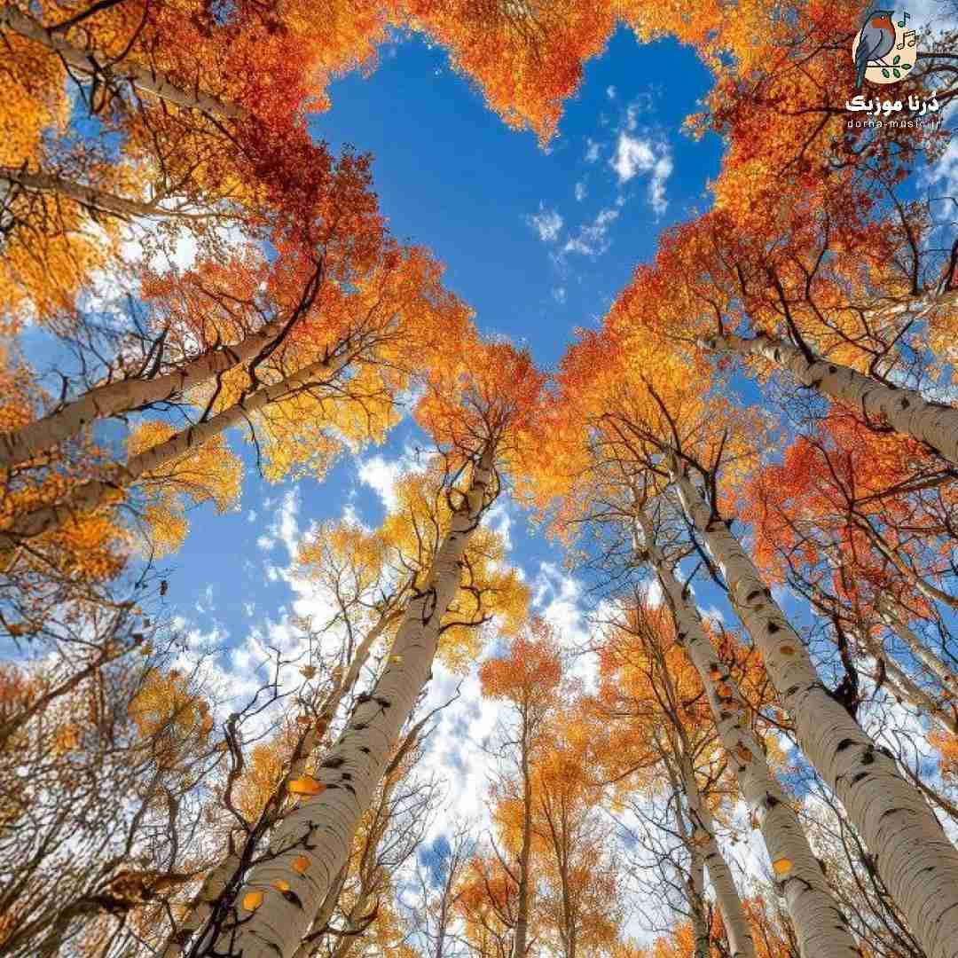 بم زل نزن بد پاچیدم از همه کلا پژمرده