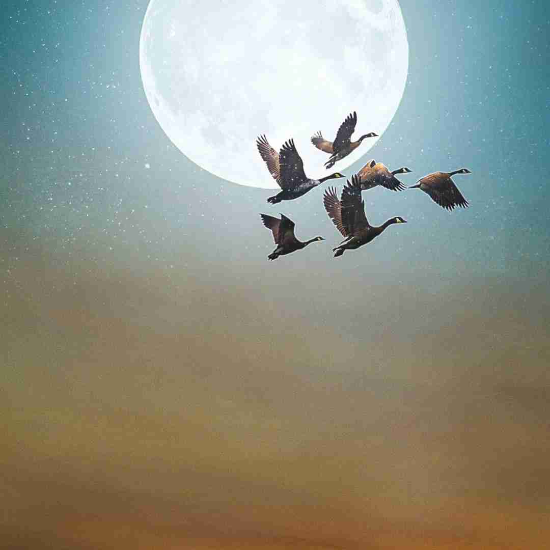  بازم اون قدر ندونست رفت ذات خوب خریدنی نی