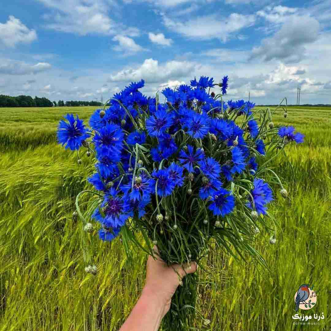 کاش وایمیساد قلب به جا این همه بلاتکلیفی