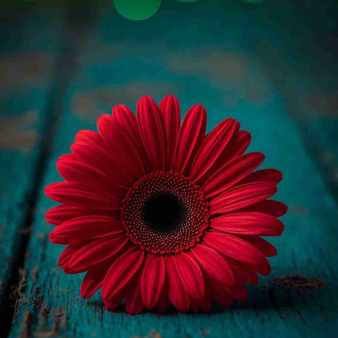 تو که چشمات خیلی قشنگه چرا ناخون وسط نداری