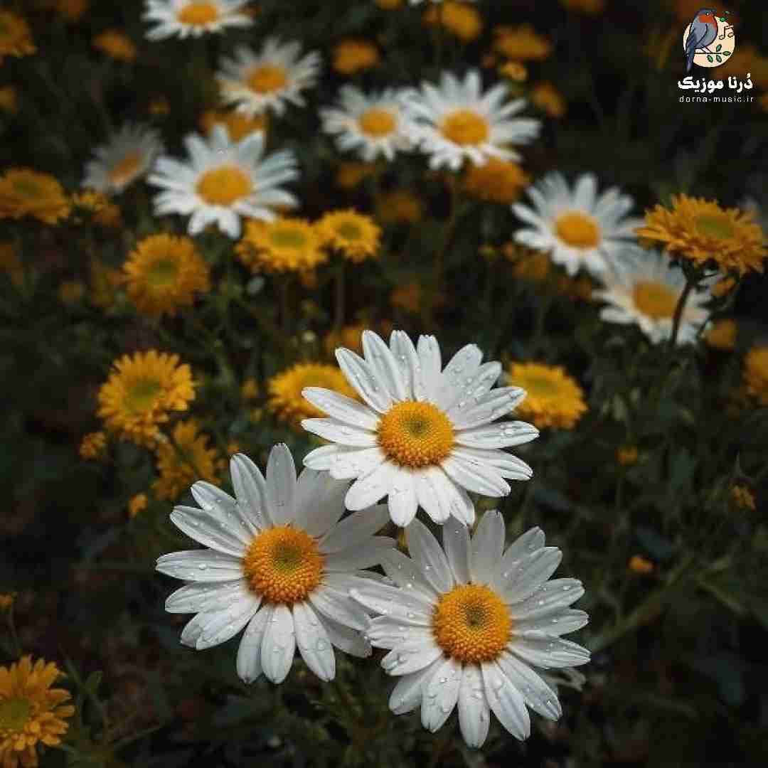 دانلود آهنگ چیکار کردی با این پسره که به جای نازت میره