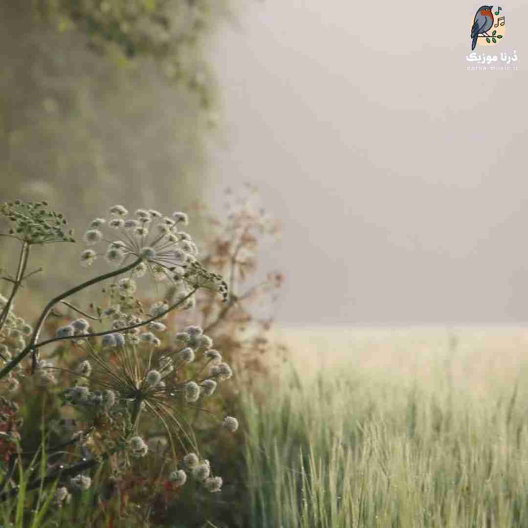 دانلود ریمیکس نه این عشق نیست عشق به شکل پرواز پرنده (میکس اینستا)