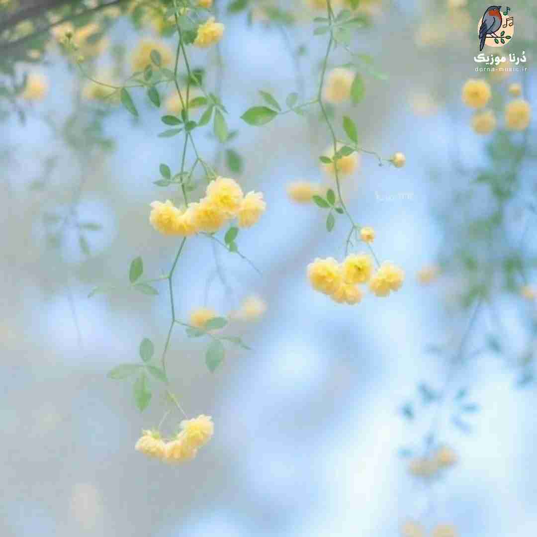 دو سه شبه که چشمام به دره میدونی سر چی میکنم (میکس اینستا)