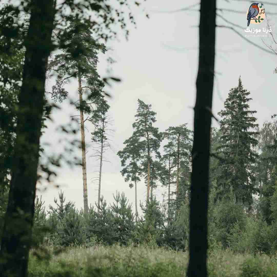دانلود آهنگ هوا بارونیه مو چتری بهت نمیاد