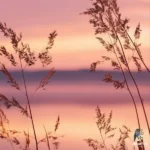 دادی پسرتو گرفتی فاز چی فاز با کلاسی (میکس اینستا)