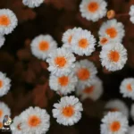 دیگه دنبال منو یادم نگرد نه این ابرا دیگه میبارن دیگه دنبال منو یادم نگرد نه این ابرا دیگه میبارن