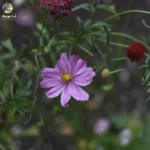 شبا آسمون عزادارمون سیاه پوشیده برا حالمون