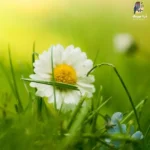 دانلود آهنگ جدید ماه گلی از ماهک و اشکان موسوی