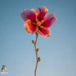 زور تنهایی به زورم چربید نزدم بلوف میزدم زور تنهایی به زورم چربید نزدم بلوف میزدم