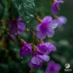 دیگه بهم زنگ نزن حرومزاده لبخند میزنم (میکس اینستا) دیگه بهم زنگ نزن حرومزاده لبخند میزنم (میکس اینستا)