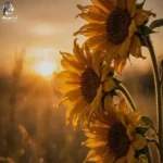 شنا یاد دادن دیره واسه کسی که غرق شده شنا یاد دادن دیره واسه کسی که غرق شده