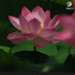ببین حال خرابم مادر سرم درد میکنه با صدای زن (هوش مصنوعی) ببین حال خرابم مادر سرم درد میکنه با صدای زن (هوش مصنوعی)