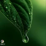 تو اگه منو میخواستی بحثو کش نمیدادی