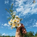 کجایی آرزوی محال منو این حال خرابم (میکس اینستا) کجایی آرزوی محال منو این حال خرابم (میکس اینستا)