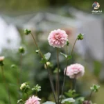 من با عشق تو دیوونه میشم با خندهات (هوش مصنوعی)