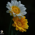 وسط مردادیم و انگار زده بارون به این شهر