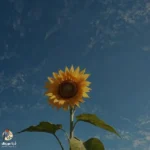 دانلود آهنگ جدید غرورمو زدی گاییدی میگیری حالا سیس