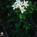 دانلود آهنگ جدید اگه قرار باشه که یروزم کارم بگیره بدون ندارا دانلود آهنگ جدید اگه قرار باشه که یروزم کارم بگیره بدون ندارا