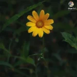 دانلود ریمیکس جدید اگه نباشی پره دلم و خالیه پشتم بازیچه ی هوس منم