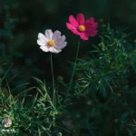 دانلود آهنگ جدید گل چتن چند مدتن احوال تو بودن عجیب (هوش مصنوعی) دانلود آهنگ جدید گل چتن چند مدتن احوال تو بودن عجیب (هوش مصنوعی)