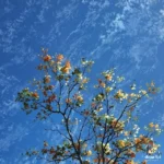 دانلود آهنگ جدید به هر کی نگاه میکنم تو میای جلو چشم