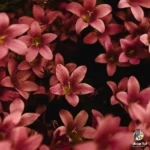دانلود ریمیکس جدید همش میگفتی سر تو دلم این شبا میشکنه (میکس اینستا) دانلود ریمیکس جدید همش میگفتی سر تو دلم این شبا میشکنه (میکس اینستا)