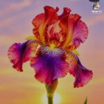 دانلود آهنگ دیدی آخر خنده از یاد لبم رفت از چشام (هوش مصنوعی)